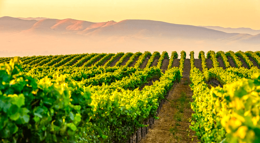 Tolosa Winery