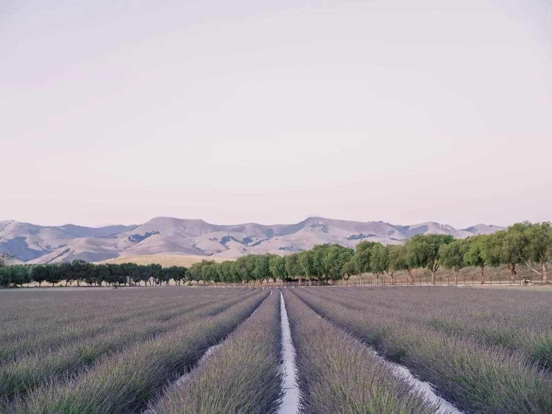 Cavalli Estates portrait view
