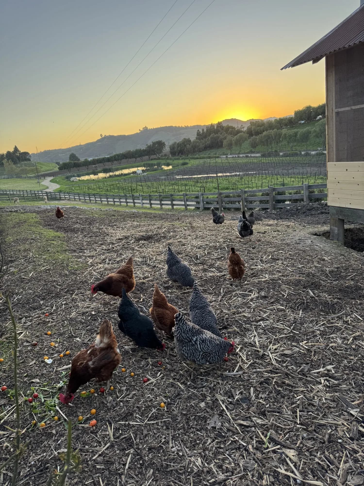 Chickens on the farm