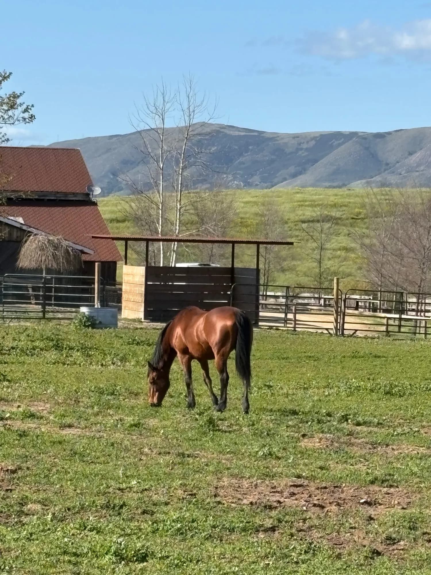 Bonita