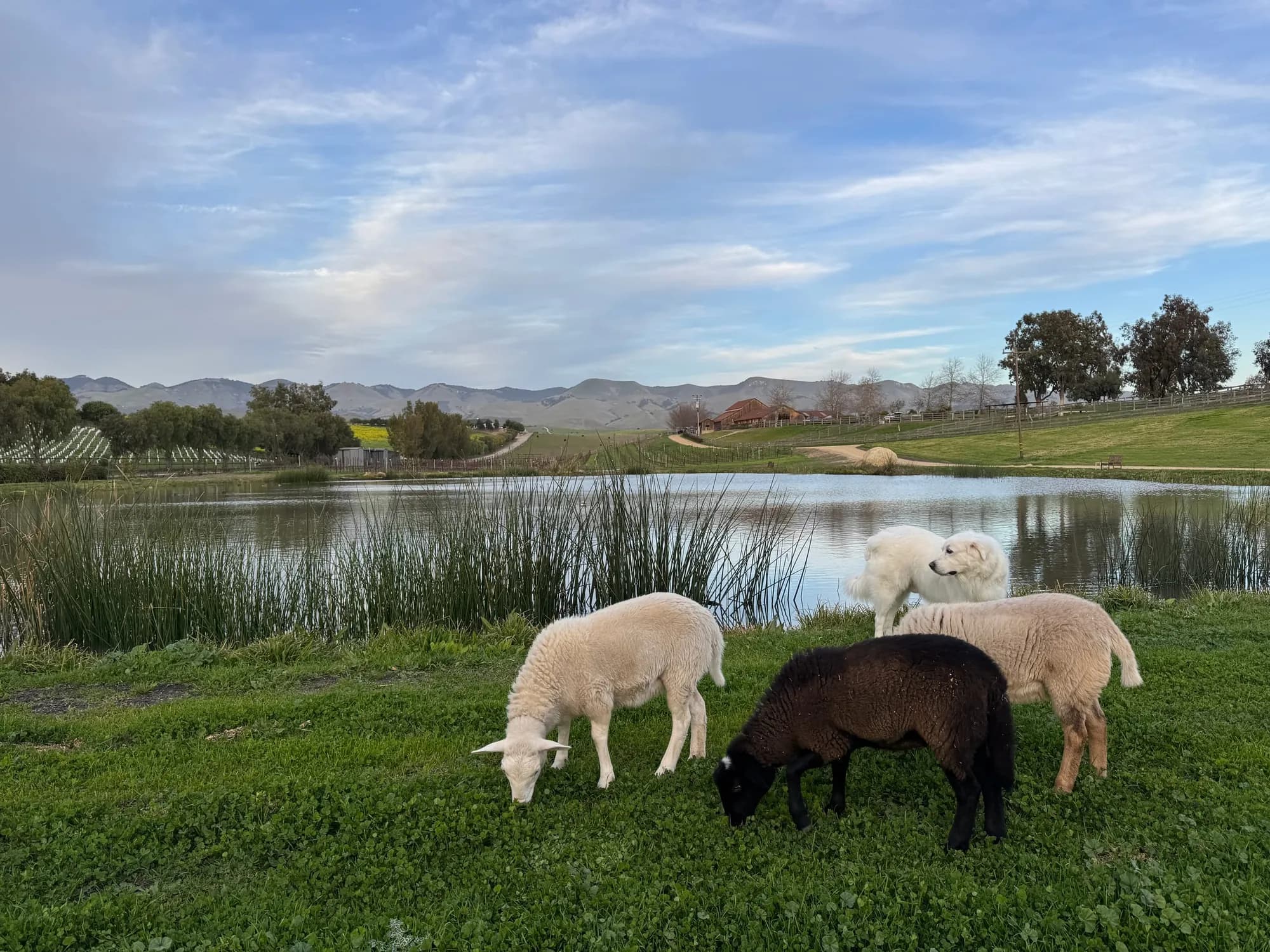 Lambs by the pond in snow