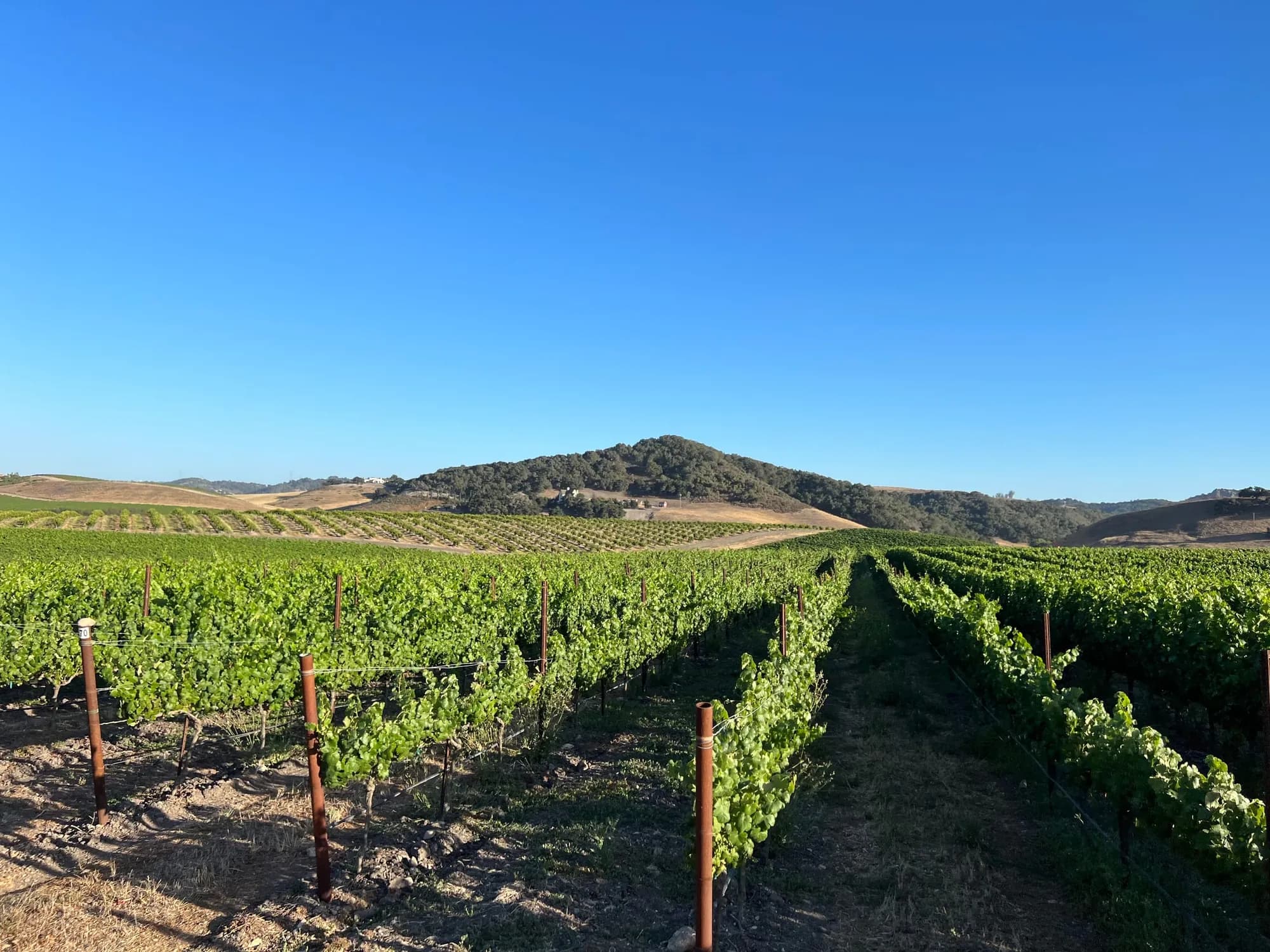 Best Vineyards in San Luis Obispo