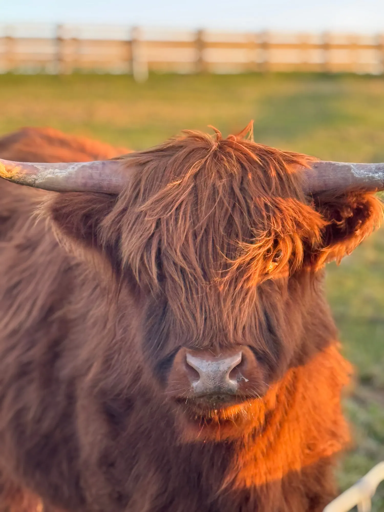 Highland cow