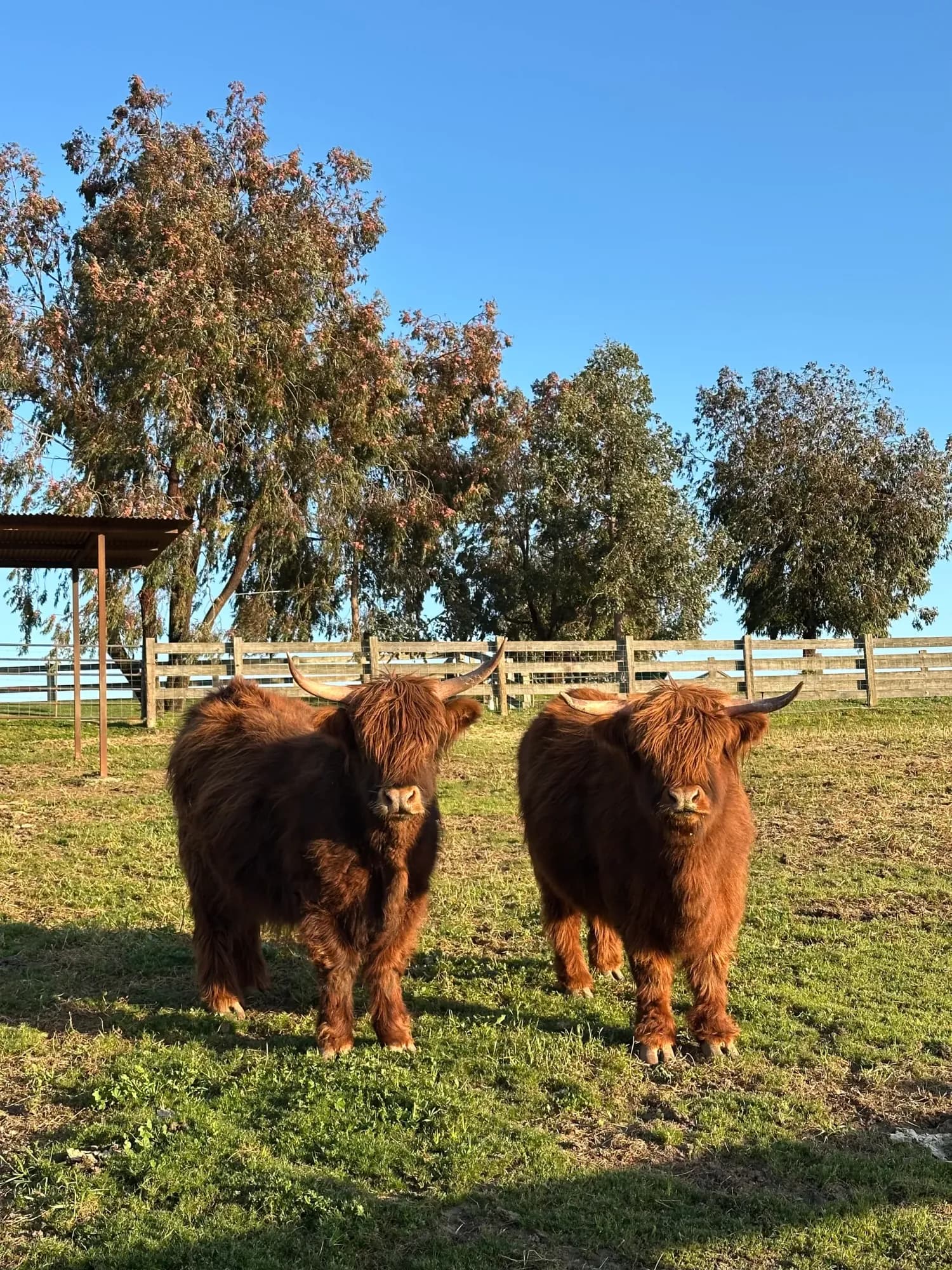 Highland calves