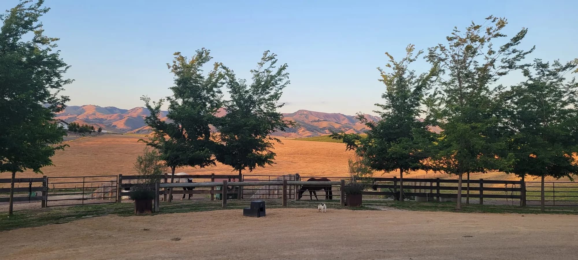 Horses at 430 Green Gate