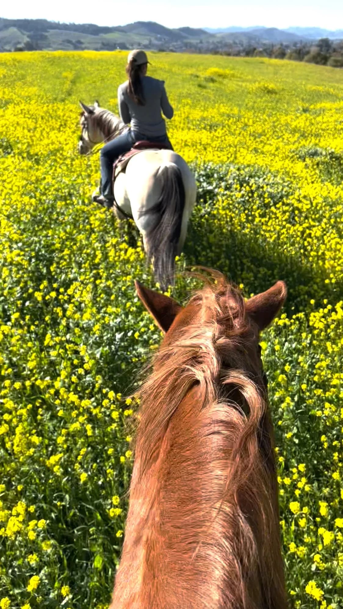 Horses in the mustard fields