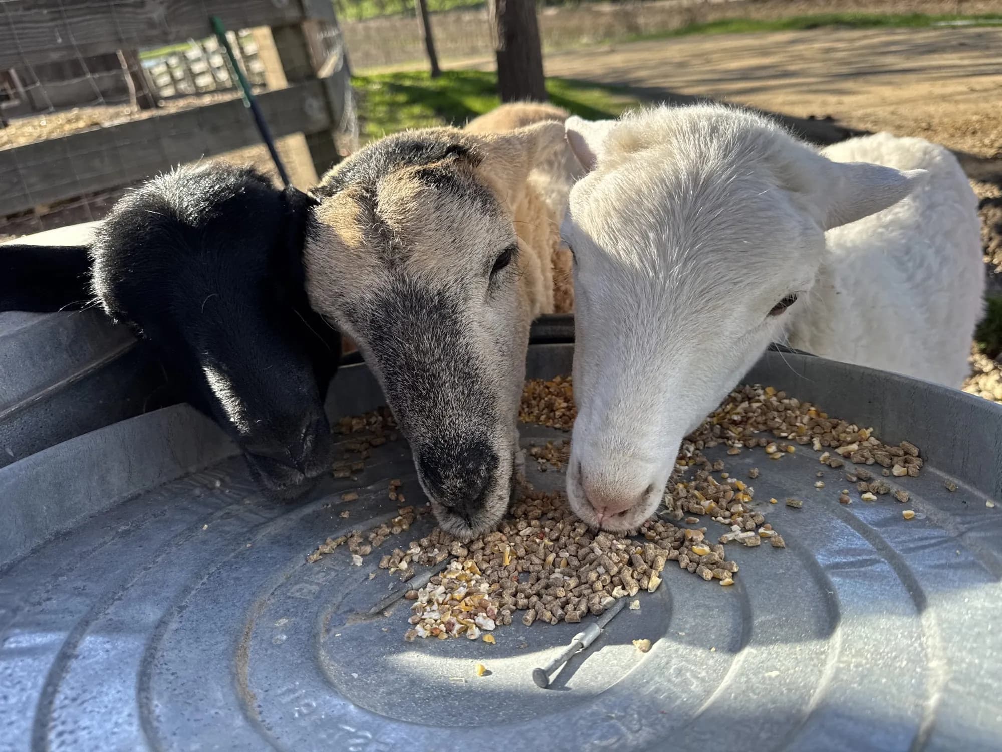 Lambs eating