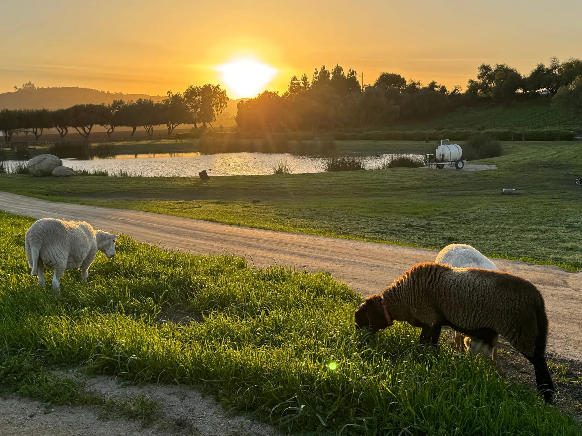 Lambs at sunset