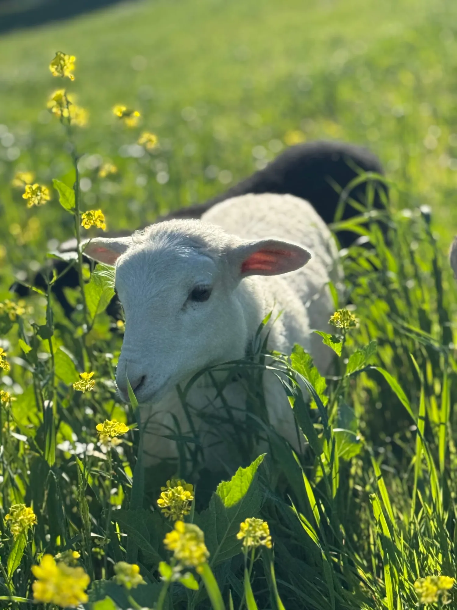 Peep the lamb