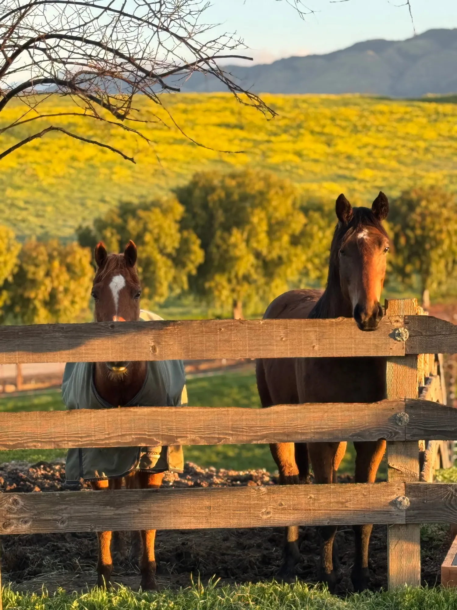 Equestrian riding on the estate