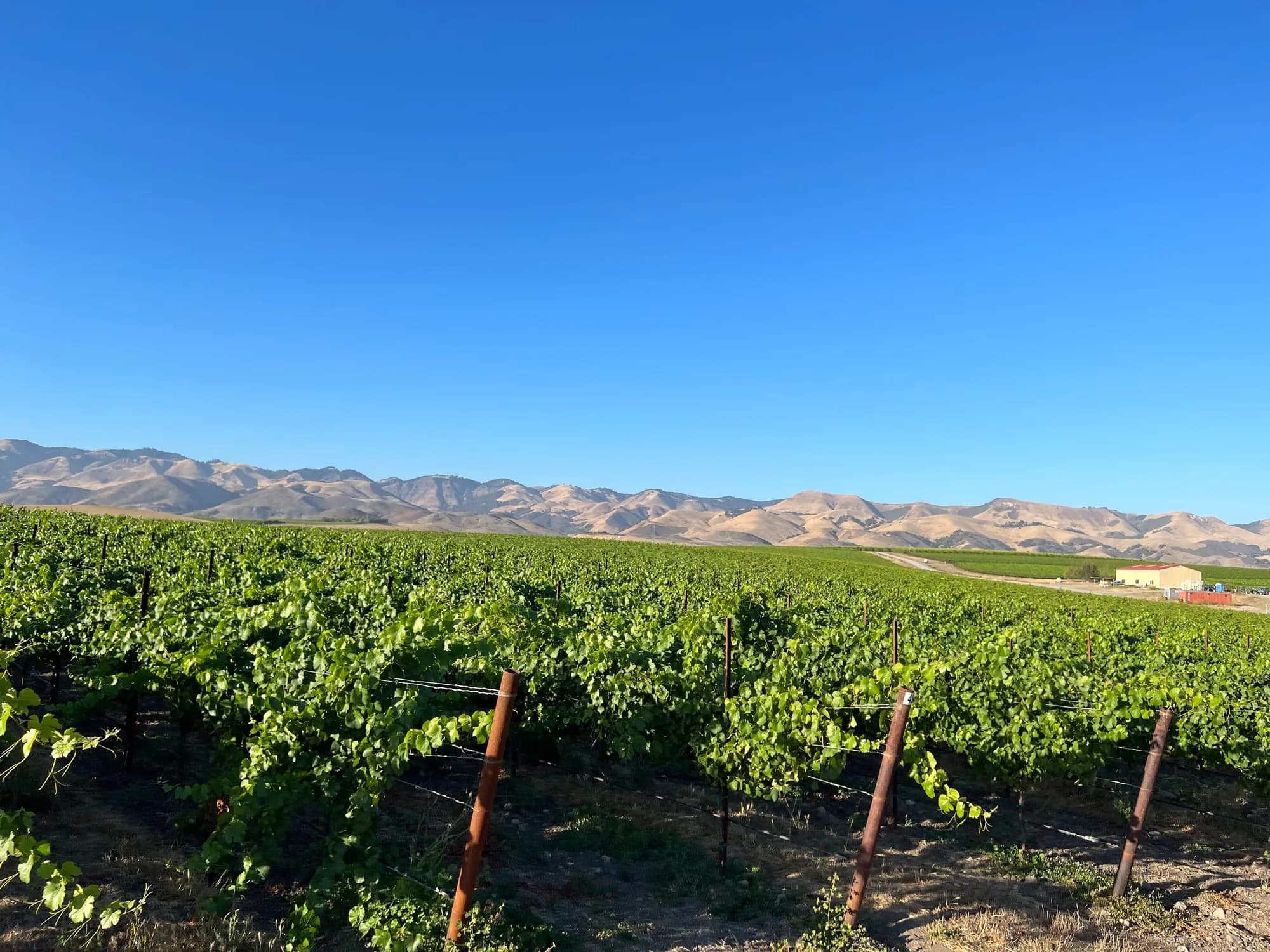 Edna Valley vineyard