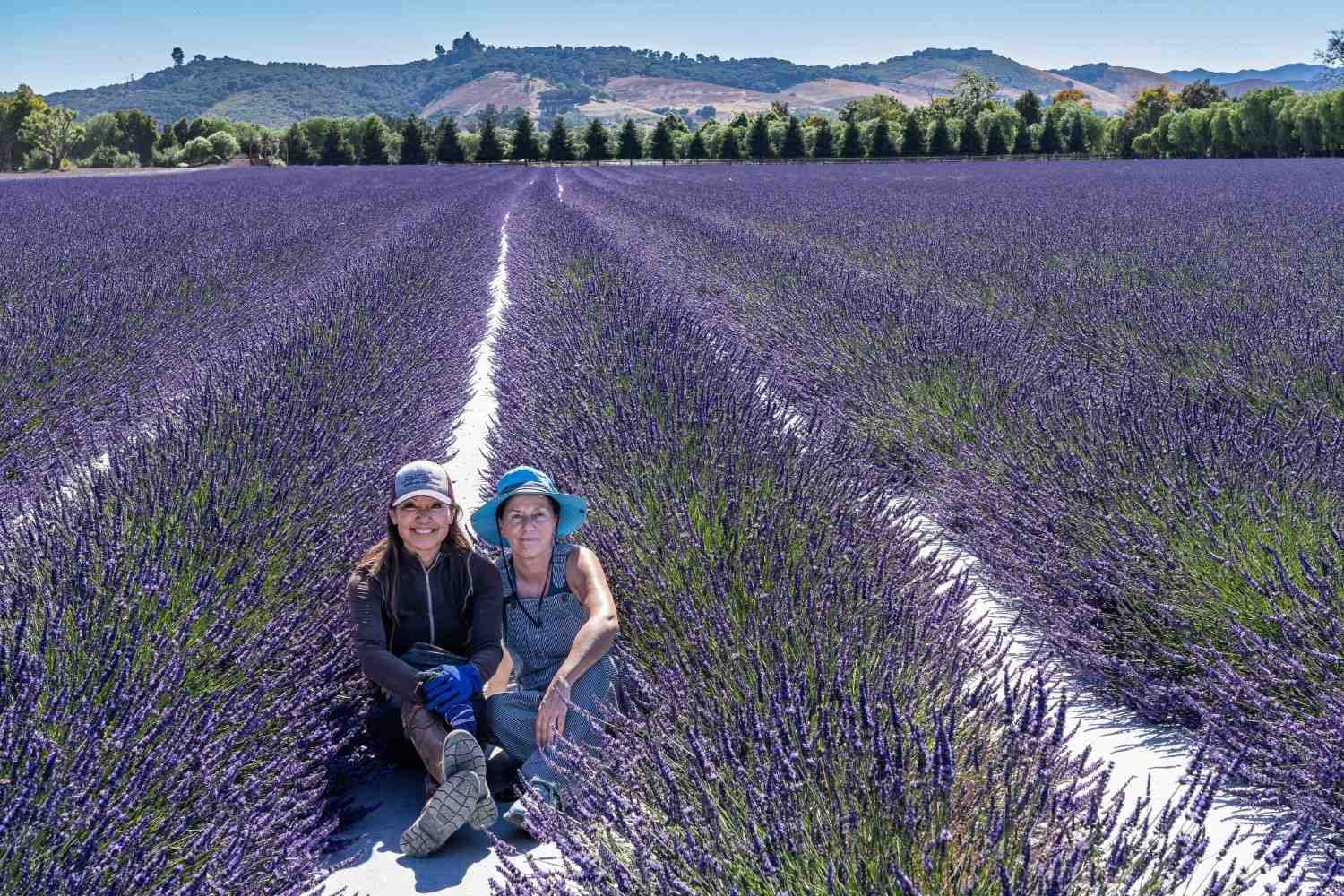 Two people seated between flowering lavender rows