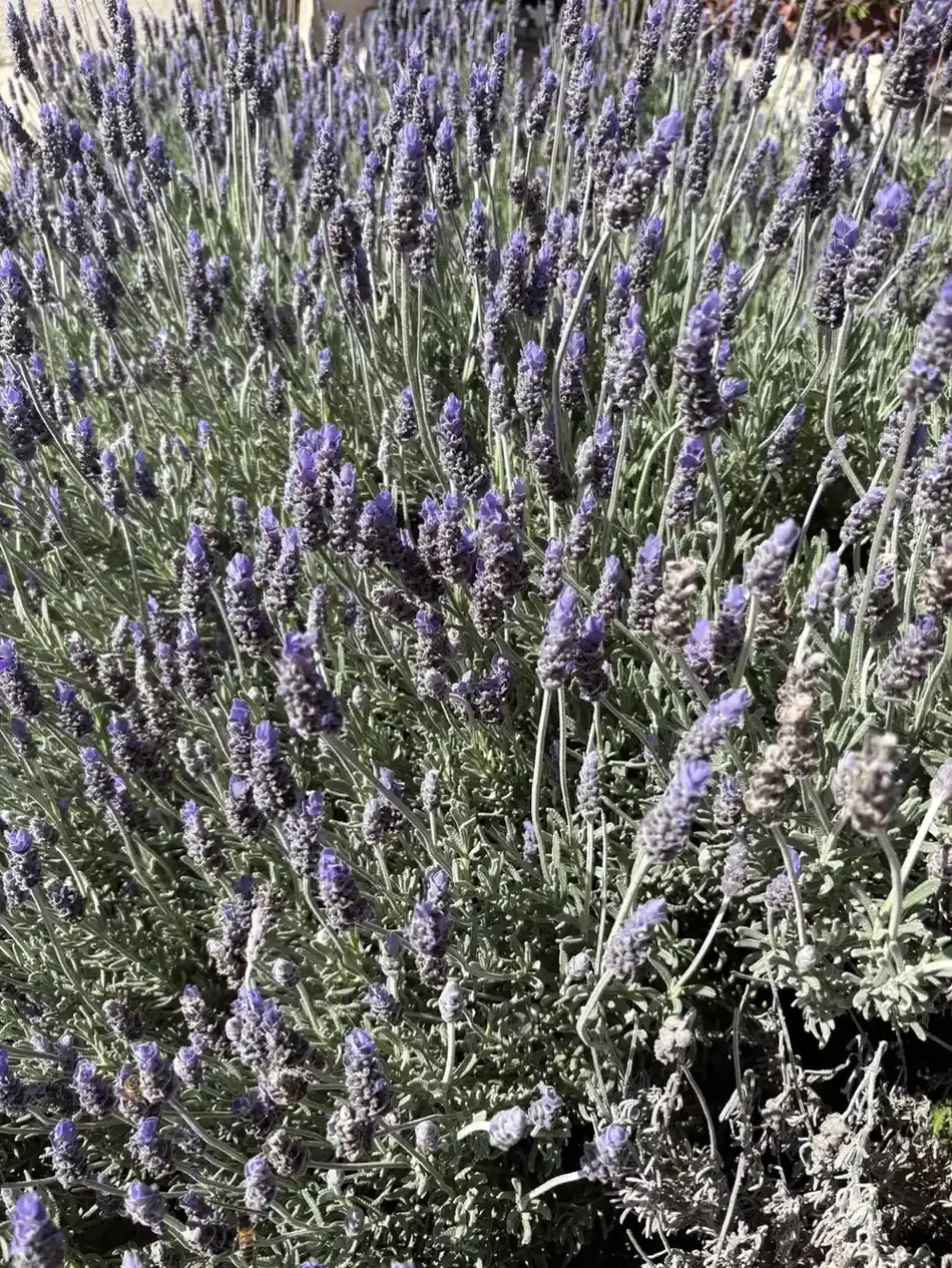 Close-up of purple lavender flowers growing in the field