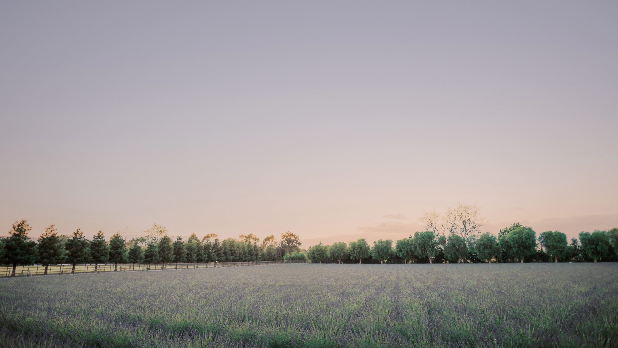 The lavender farm and countryside at Cavalli Estates