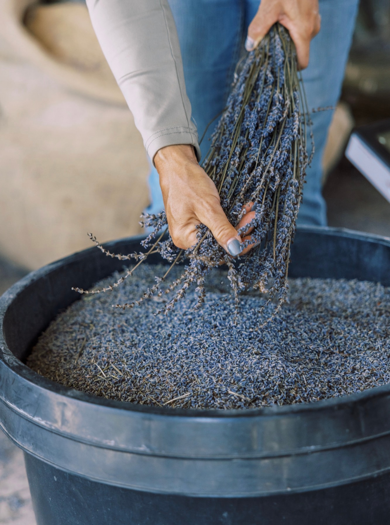 Hands stripping lavender buds from stems into a tub