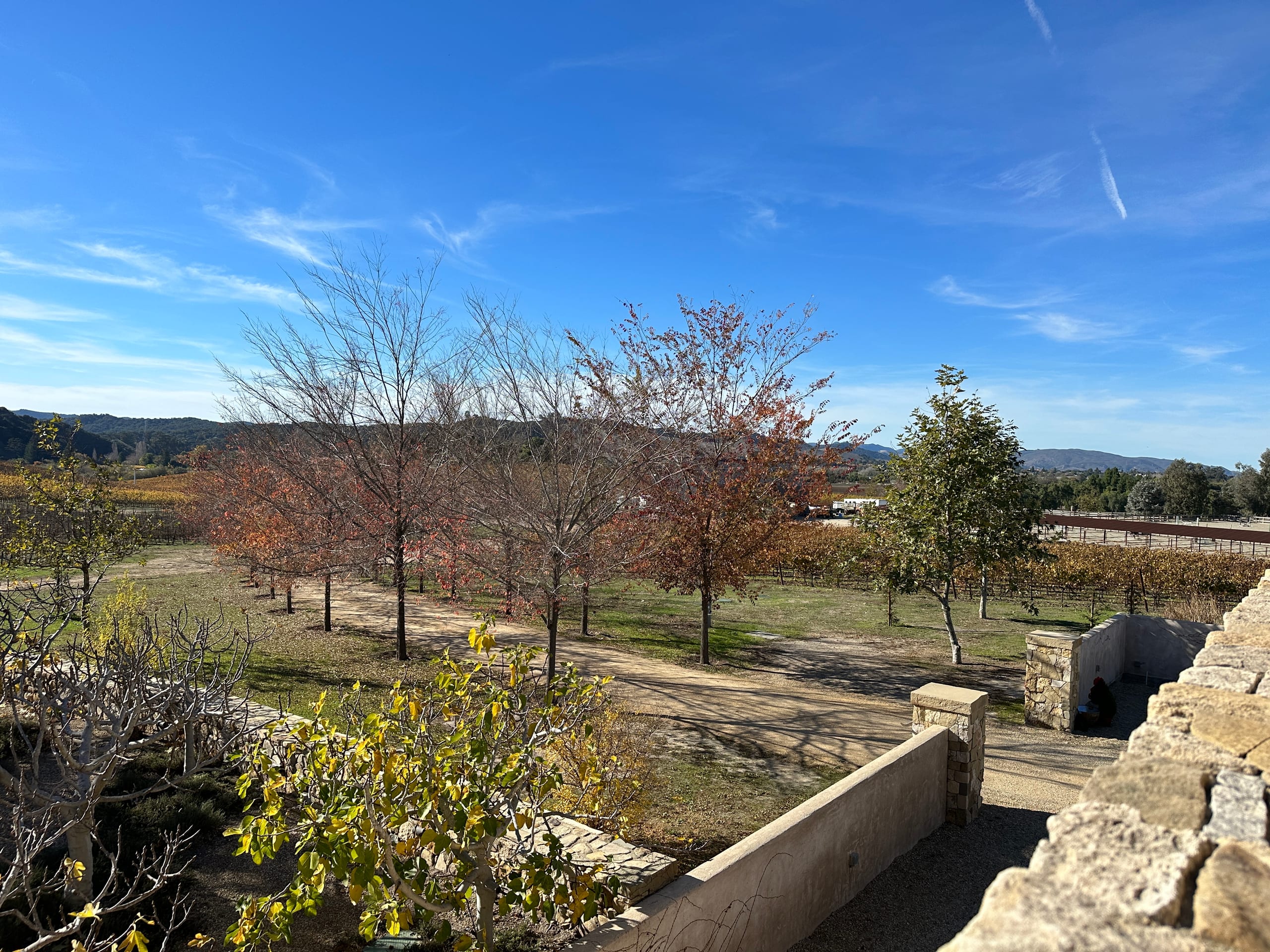 Trees and vineyard rows beyond an estate courtyard
