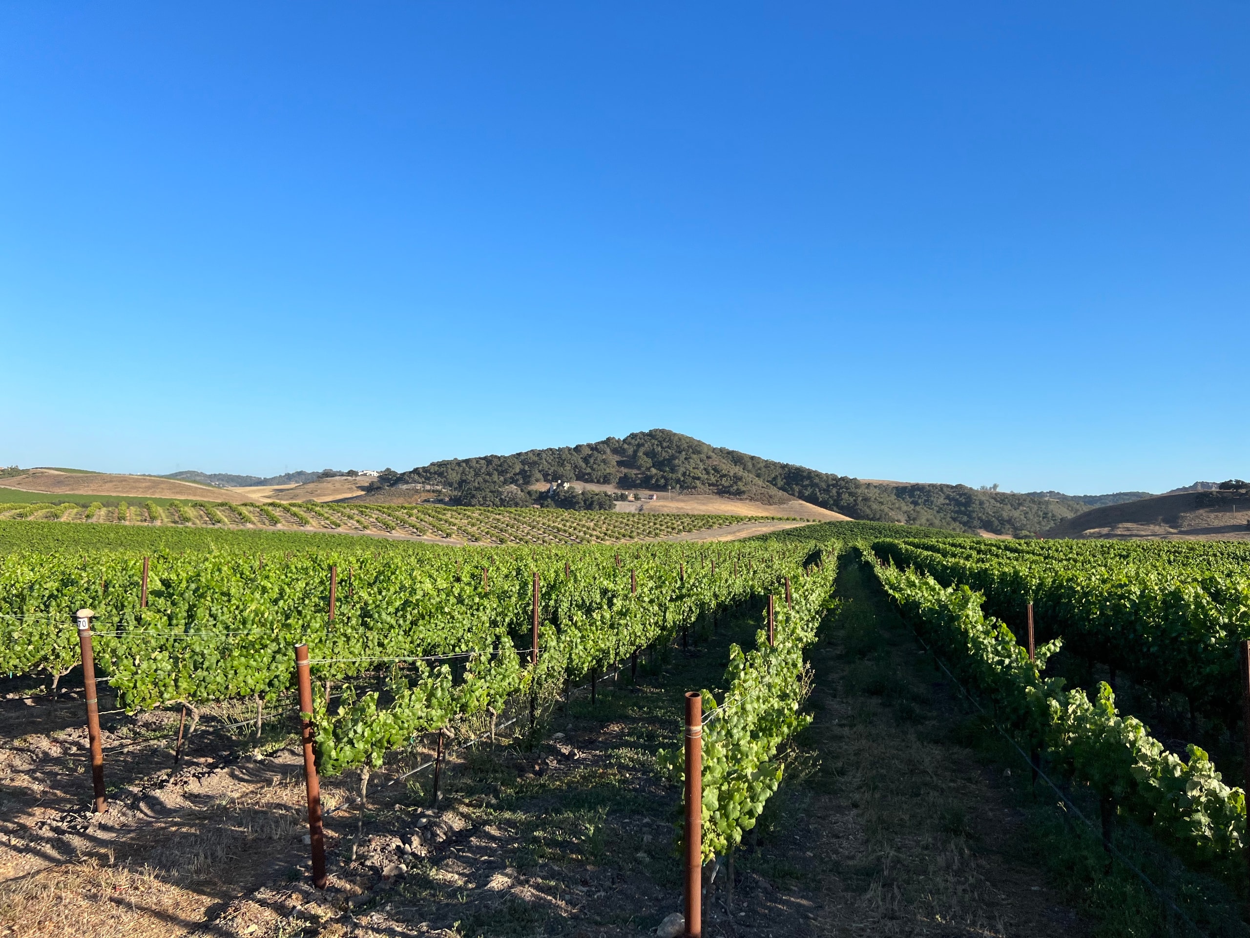 Vineyard