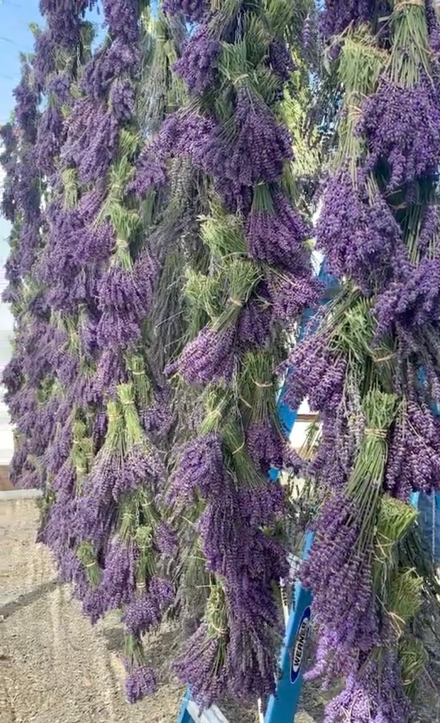 Lavender bundles hanging upside down