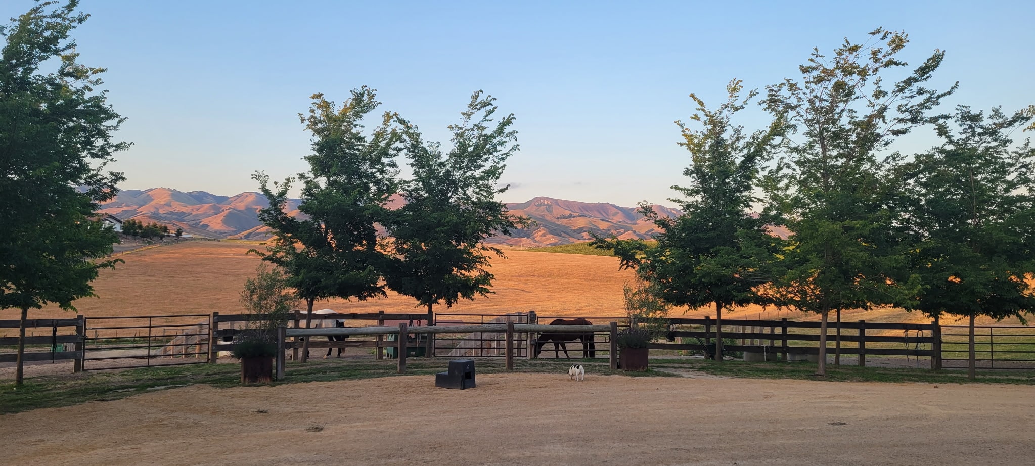 Horses in fenced paddocks with the hills beyond