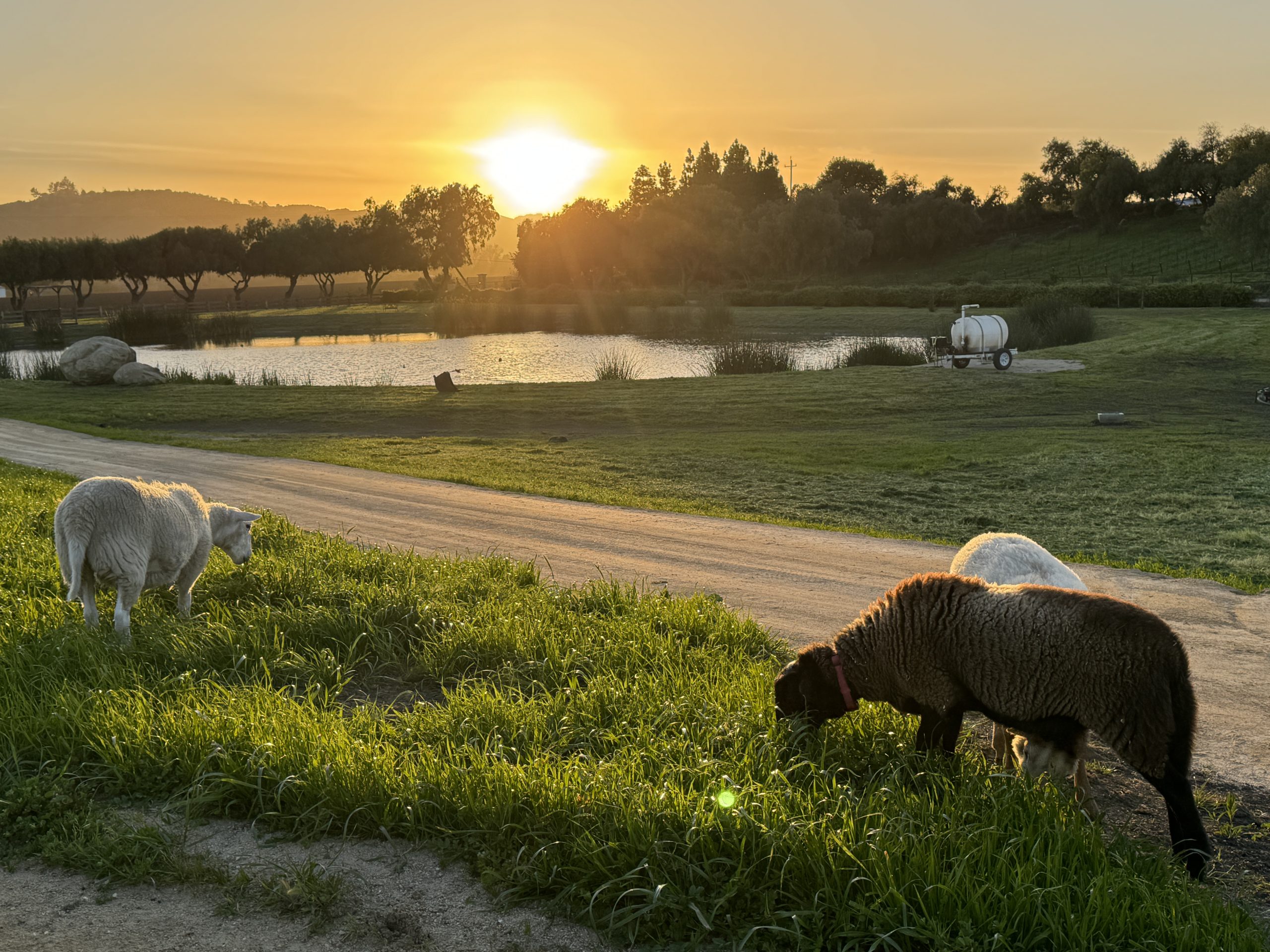 Lambs grazing beside an estate pond at sunset