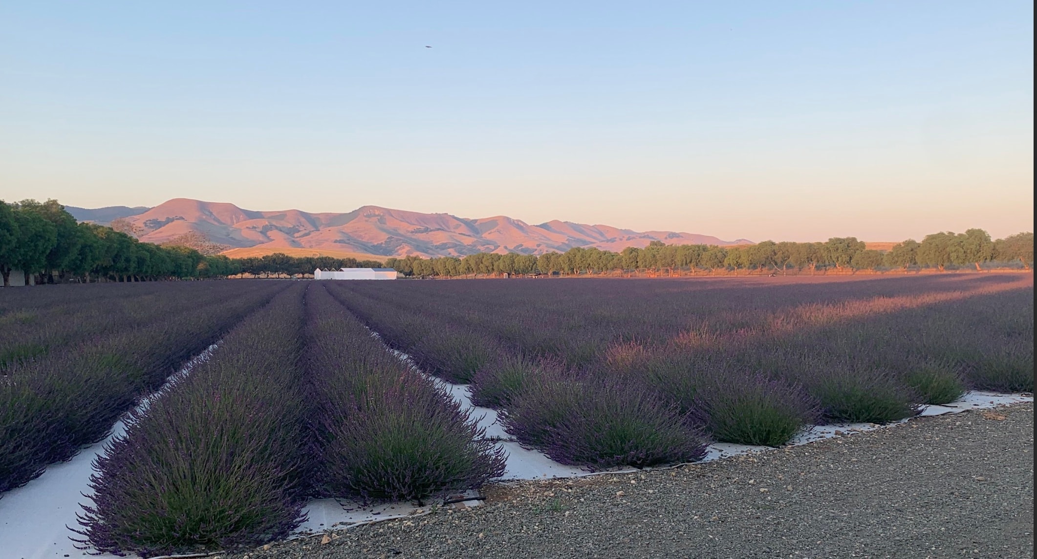 Lavender at sunset