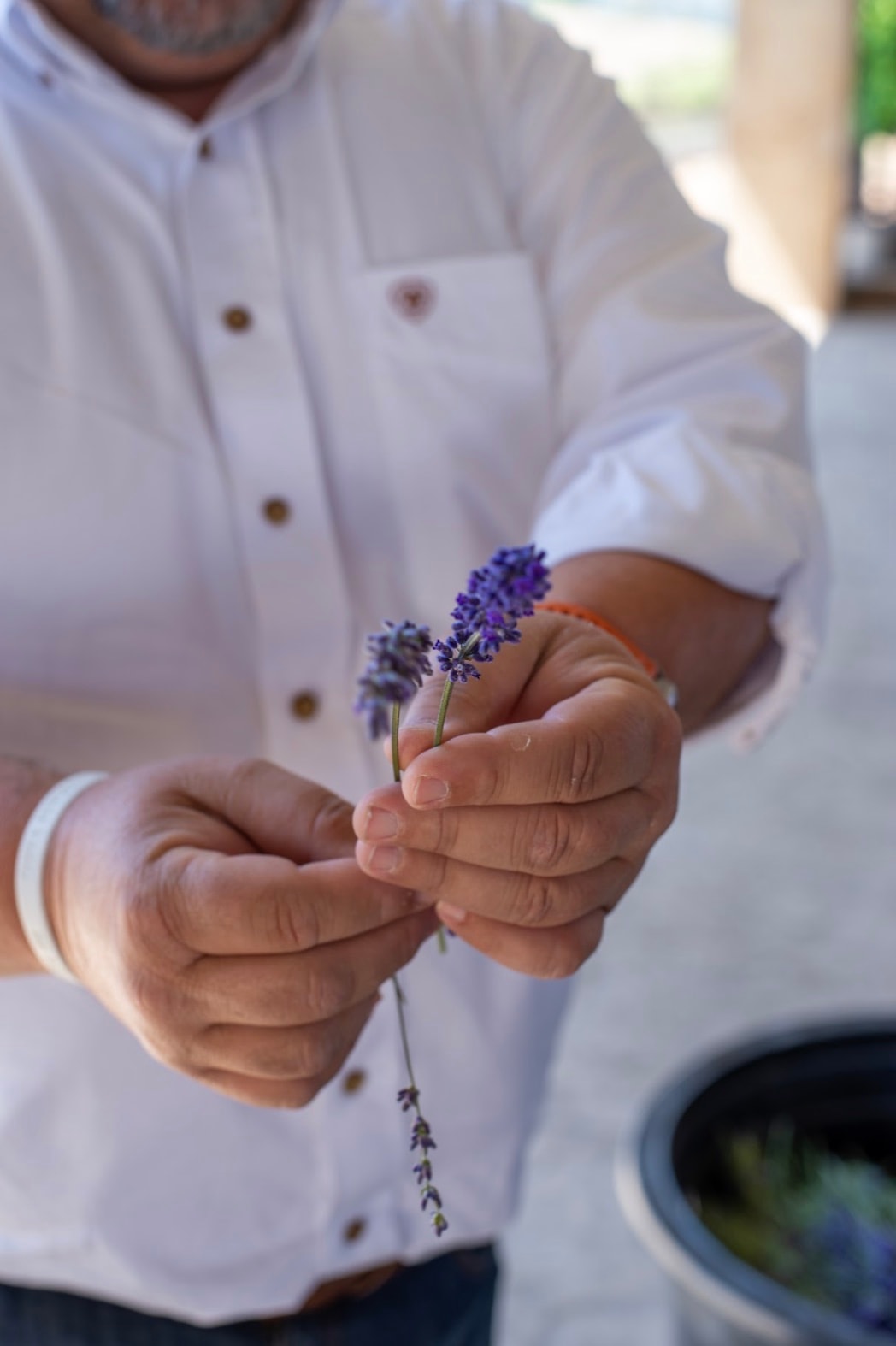 Hands holding two lavender stems