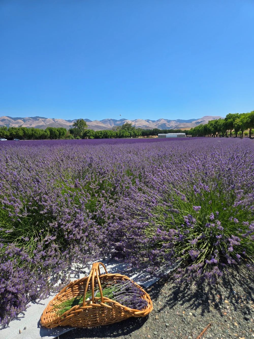 Lavender fields with a basket