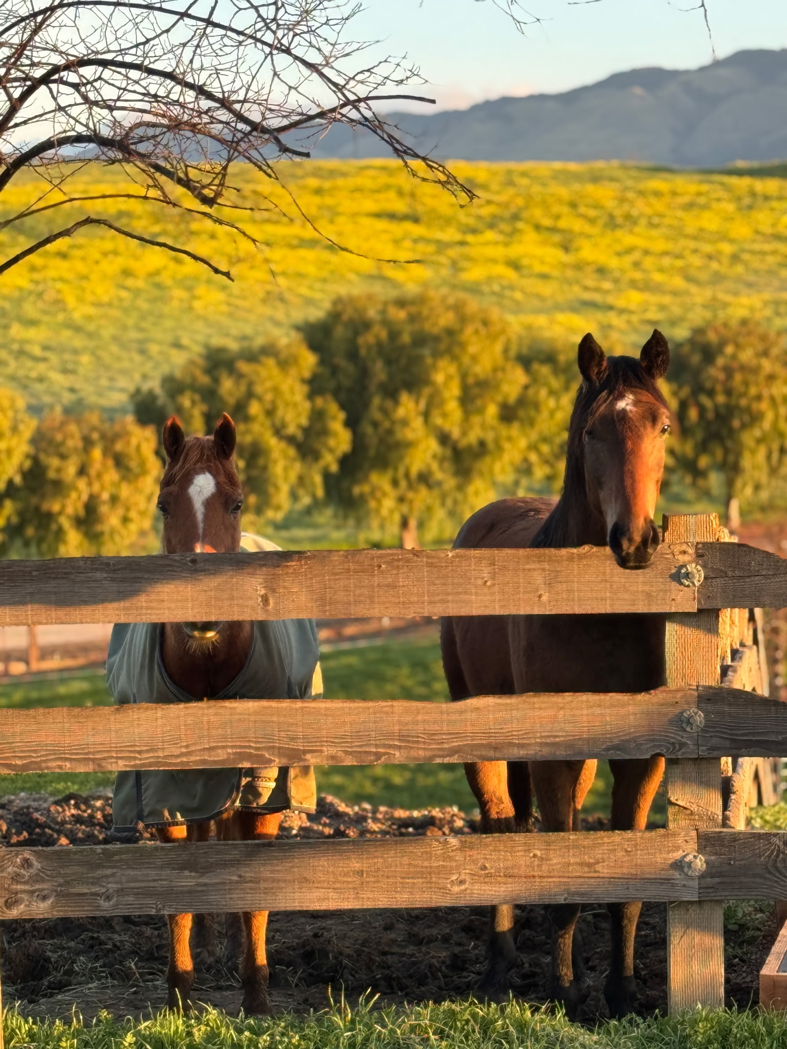 Two horses at a wooden fence with yellow mustard flowers beyond