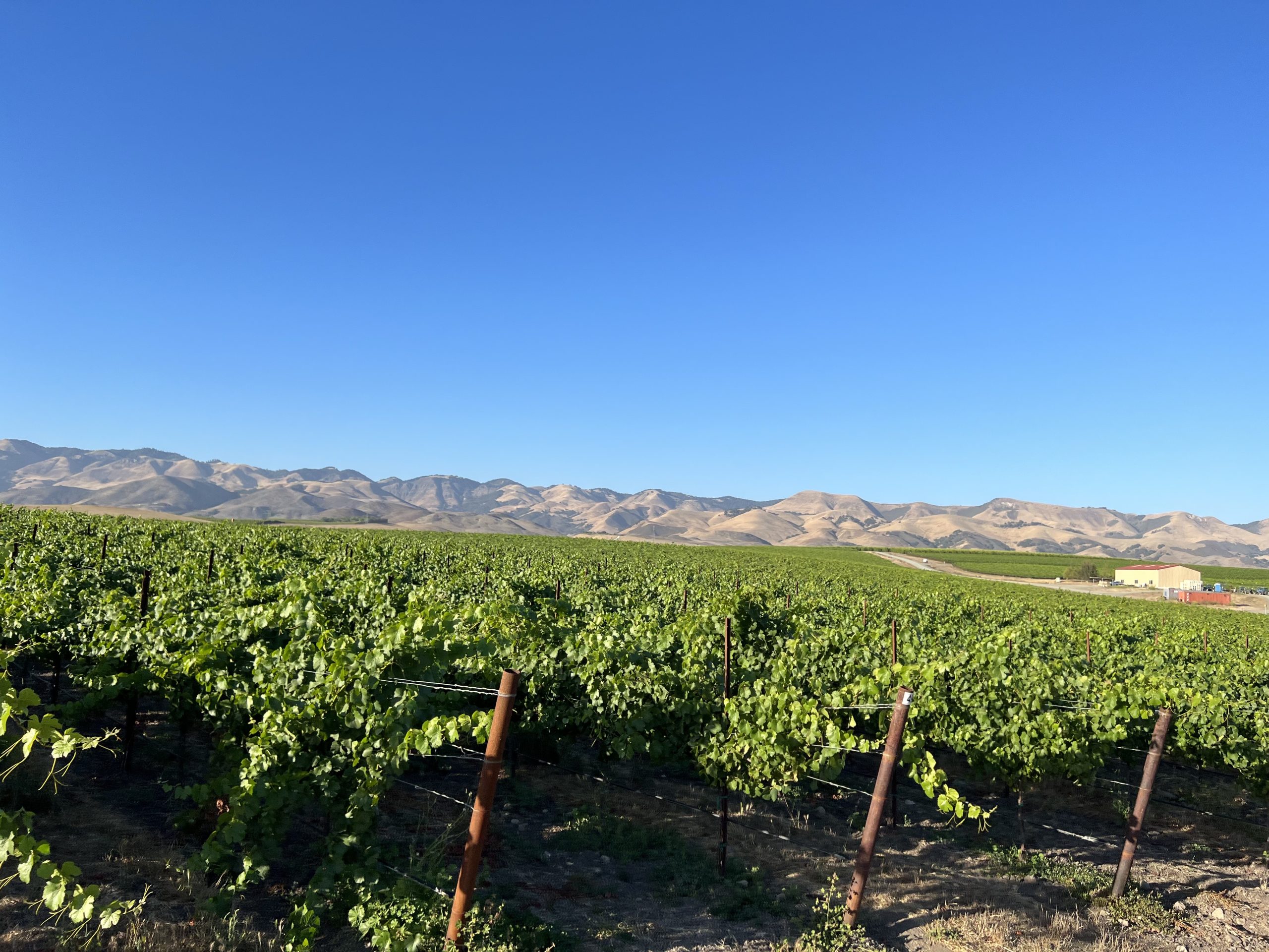 Edna Valley vineyard