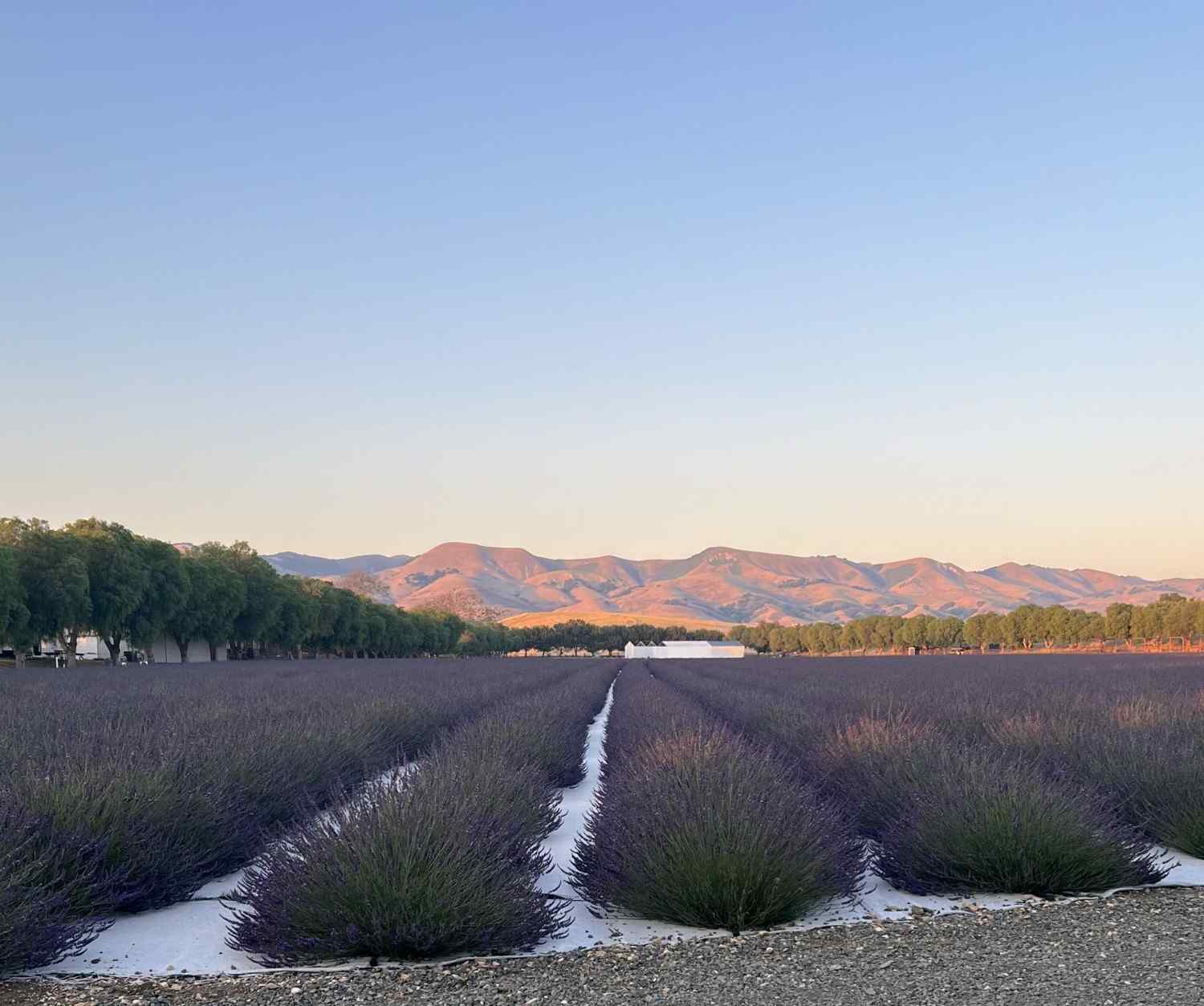 Lavender Fields evening